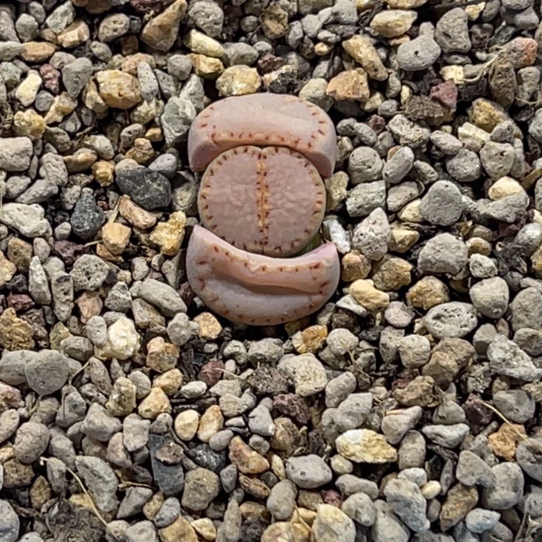 7522粉饼171尺寸1.5