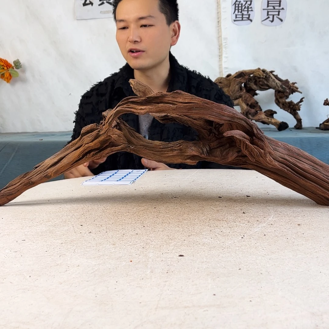 沉木造景爬宠造景