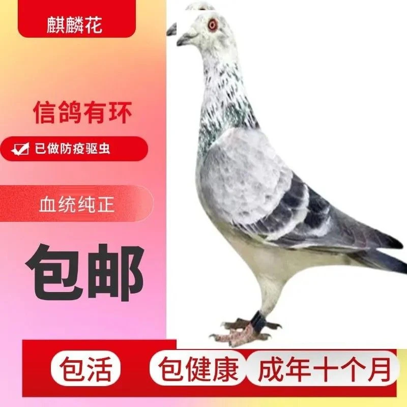 麒麟花信鸽能飞1000公里到3000公里比赛鸽