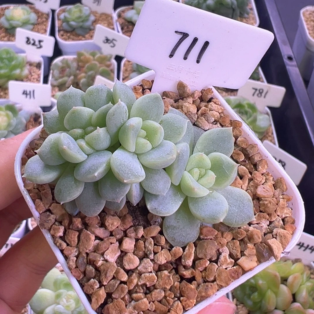 711号甜心缀化 晗雨