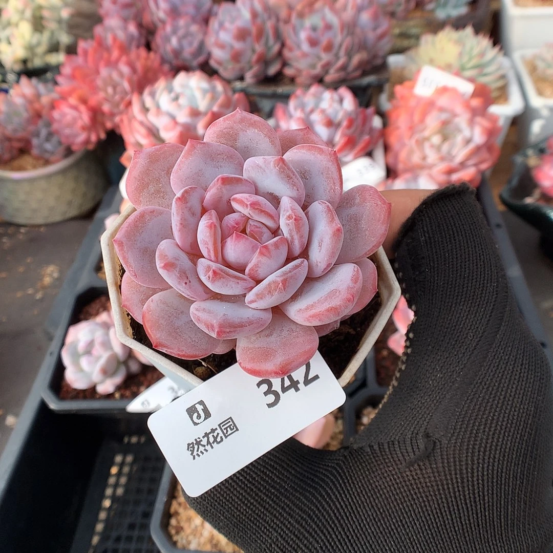 342星星雪多肉植物666