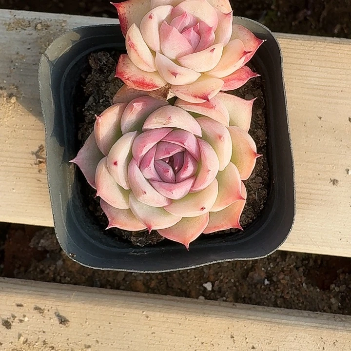 l***+侧影多肉植物满20包邮