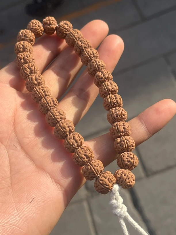 老树王5瓣小单圈金刚菩提