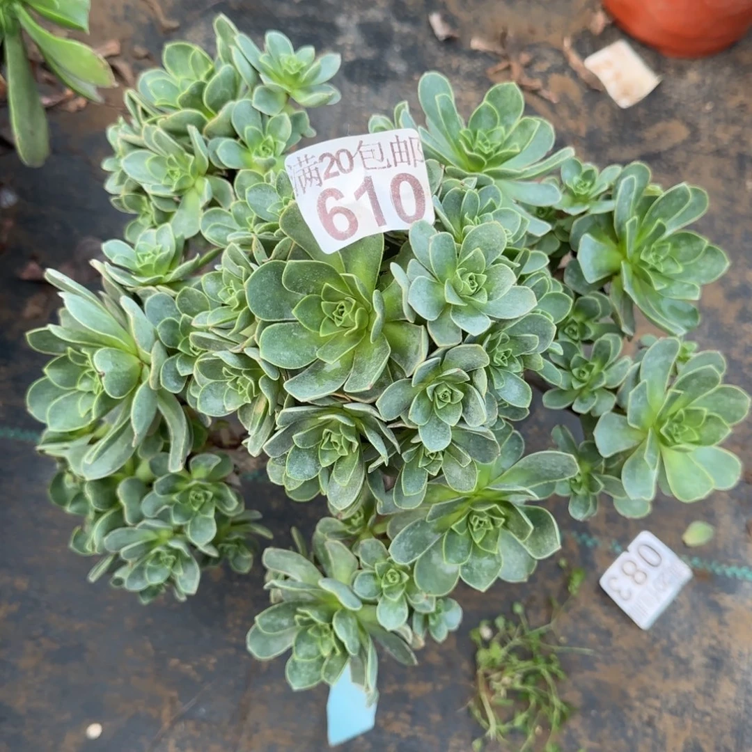 树玫瑰610满20包邮断枝不包