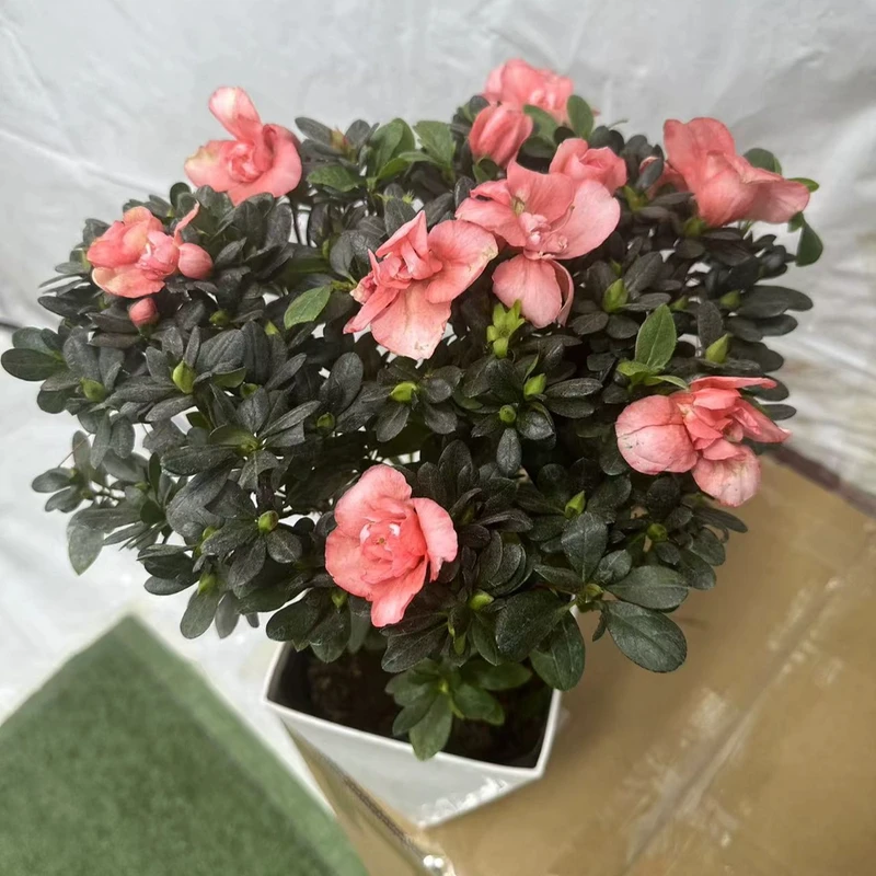 杜鹃花盆栽带花苞发老桩大棵四季开花植物室内外阳台好养易活花卉