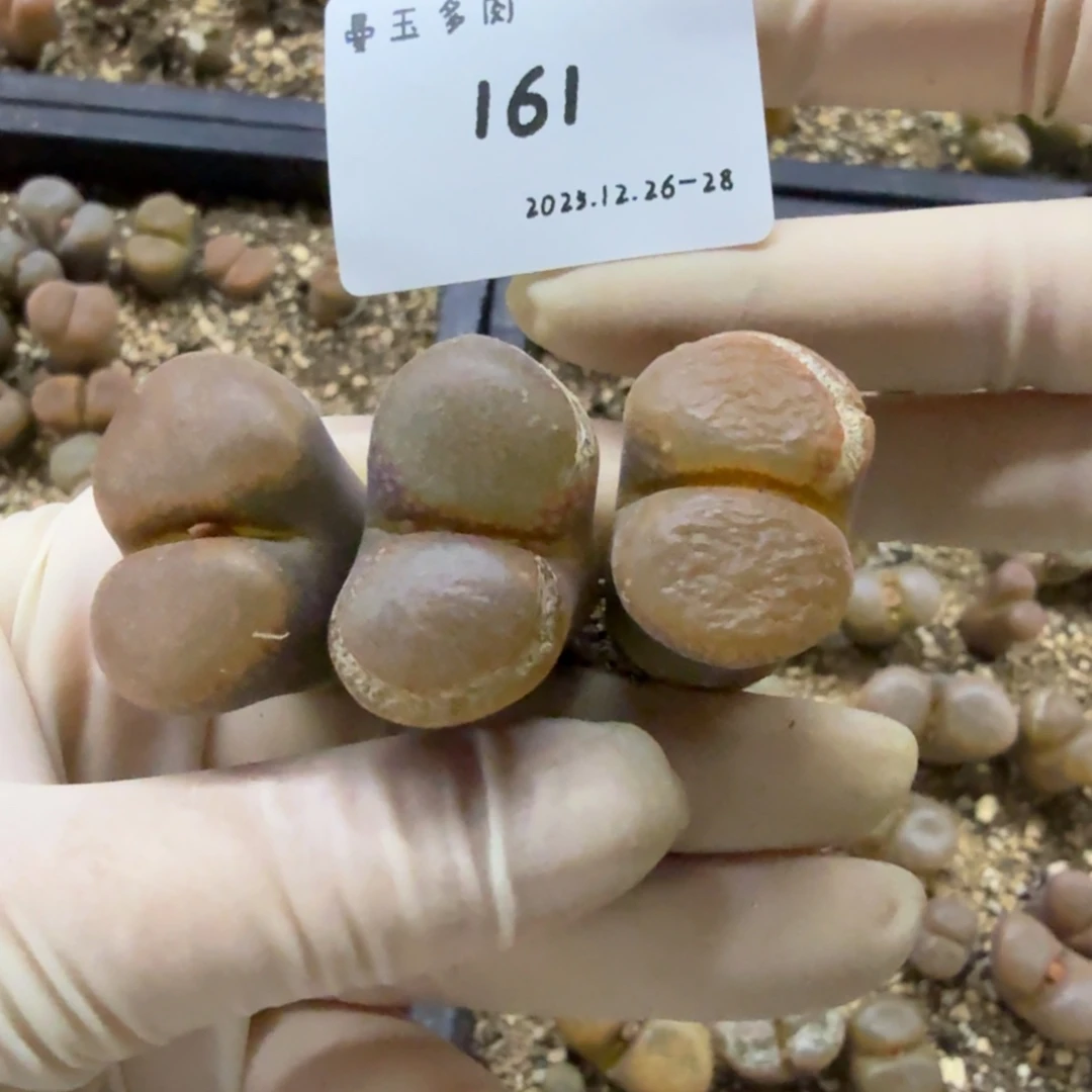 冉***啦多肉多肉多肉12-161 肯哈德se