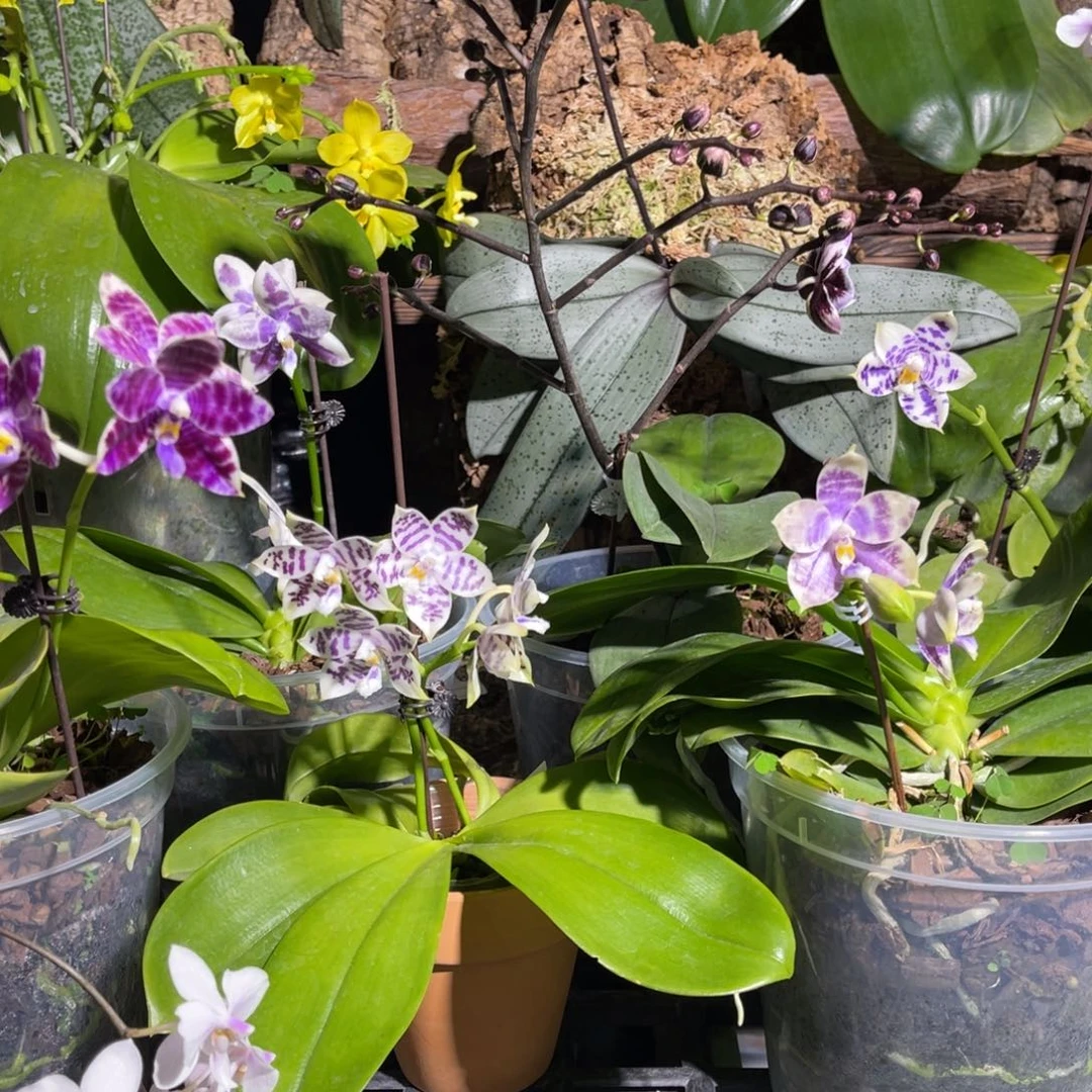 雪***松完全开放蝴蝶兰蝴蝶兰