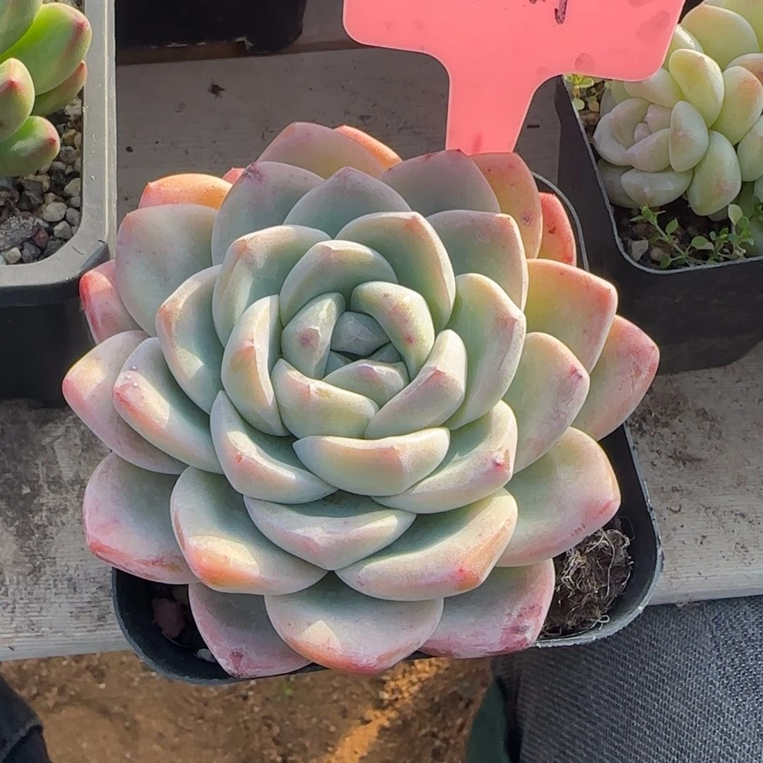 冰玉单头五十包邮