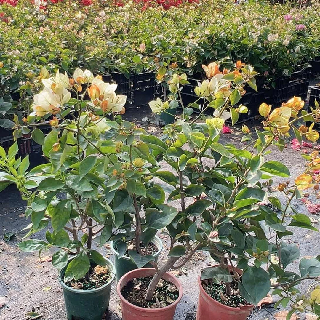 大部分花苞少量开放凤凰掌中宝一棵