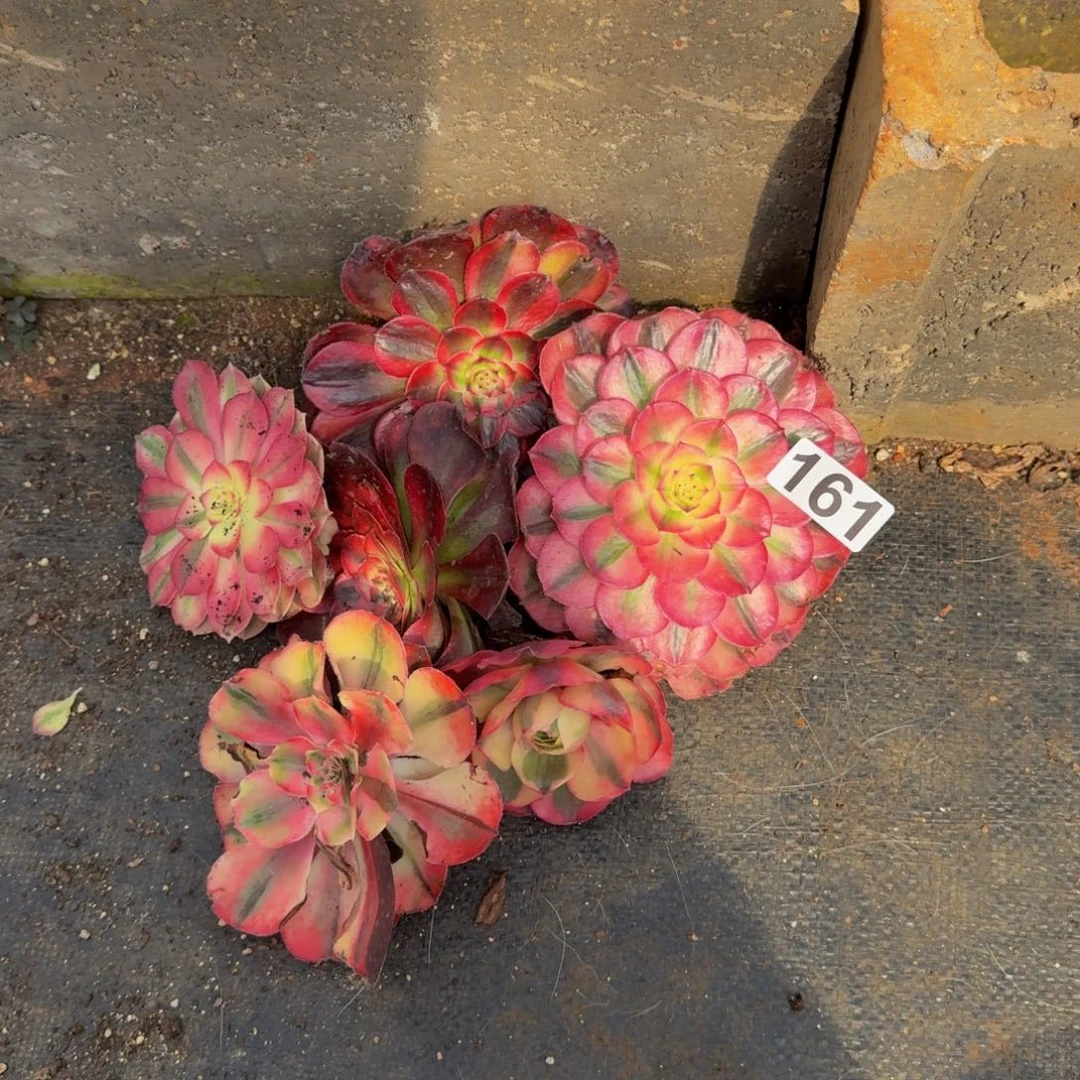 161多肉植物6j颗一组