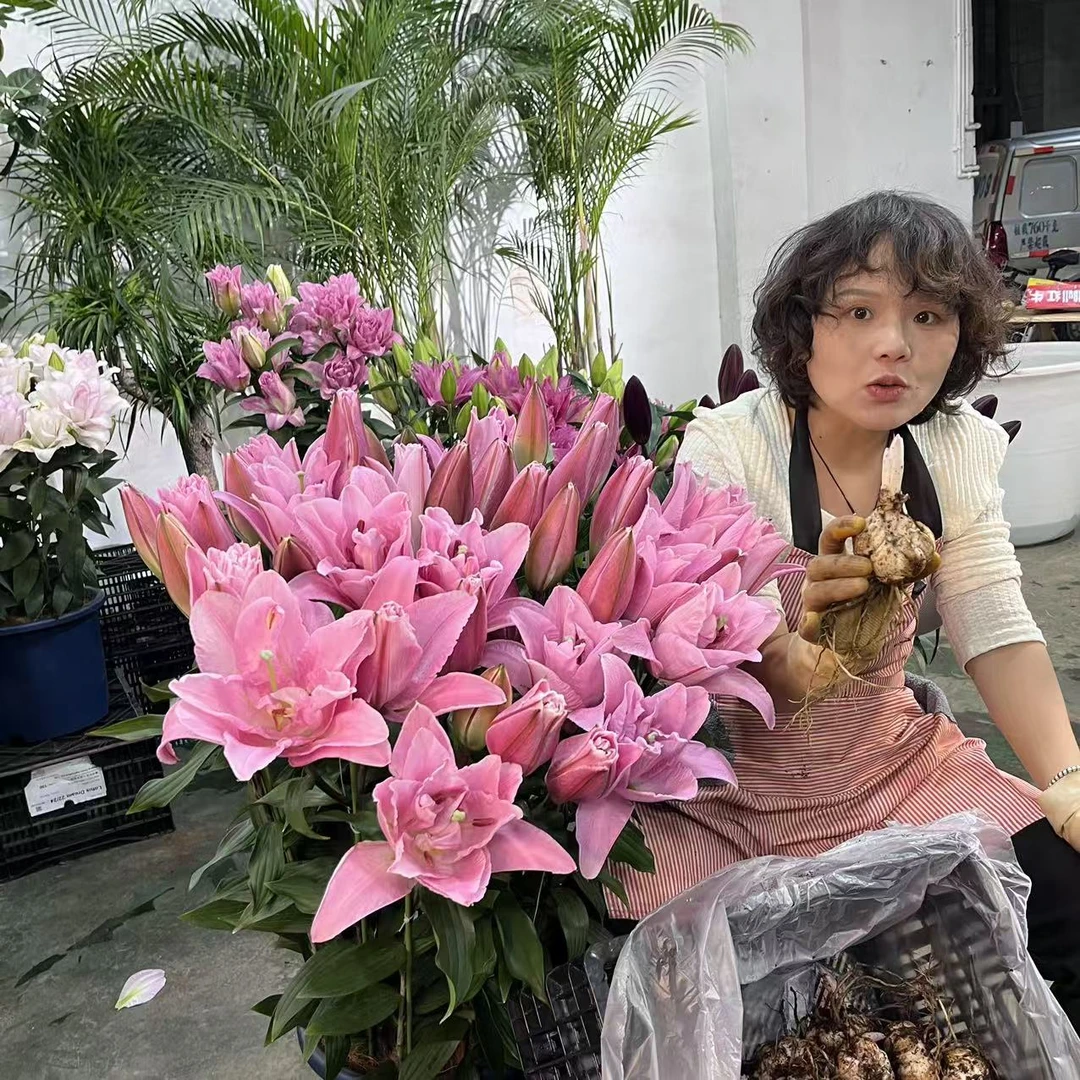 《粉霞》1颗重瓣香水百合阳台庭院粉色春季趣味盆栽耐