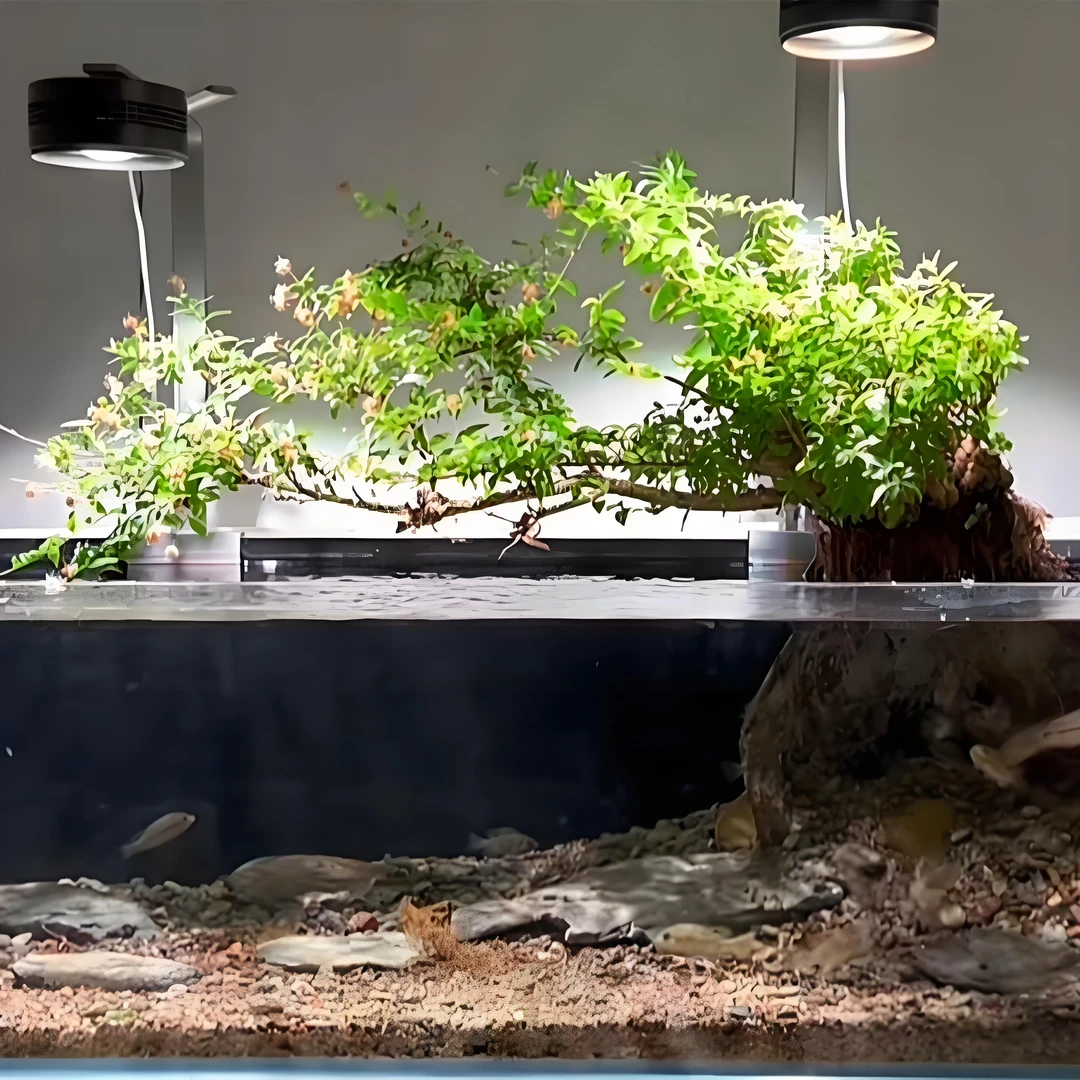 原生态水杨梅可水培土培适合鱼缸水陆缸雨淋缸造景绿植 一物一拍