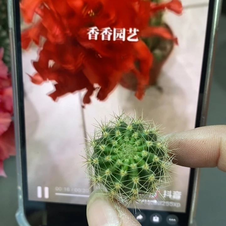 香香红卷卷侧芽2-2.5公分左右