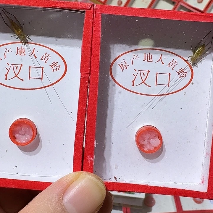 蟋蟀汊口冬大黄蛉中长须2只