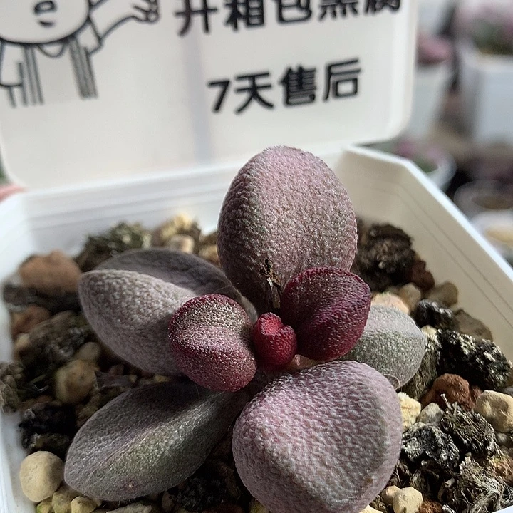 粉哈—专拍专拍专拍