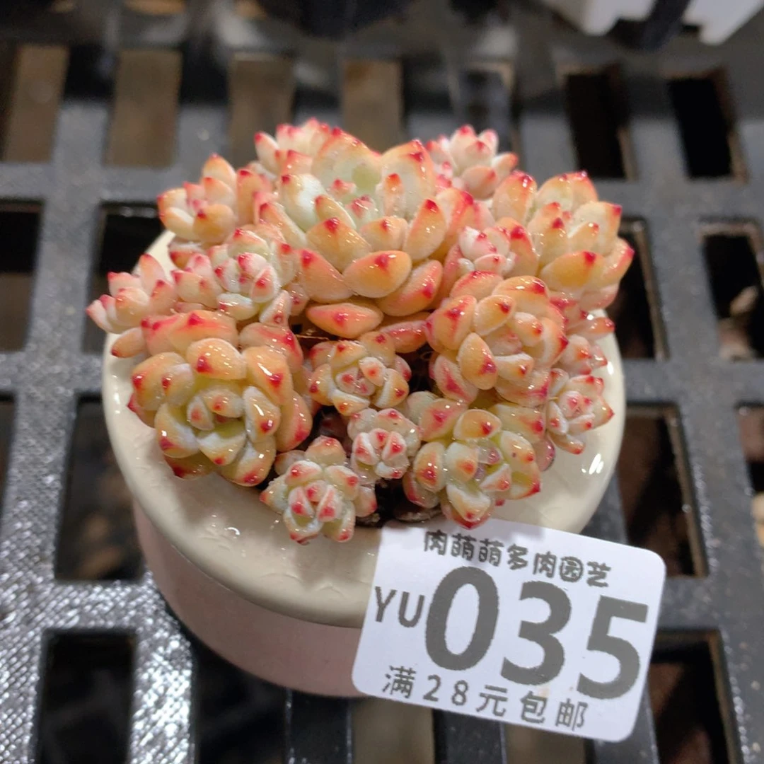 肉萌萌拇指盆精控多肉YU035