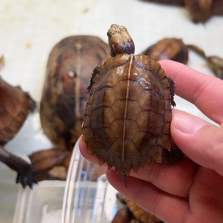 母绿毛龟剧院闭壳龟