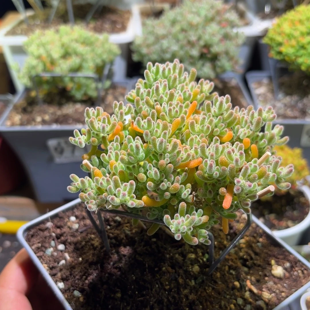 枝干番杏橘子冰晶014