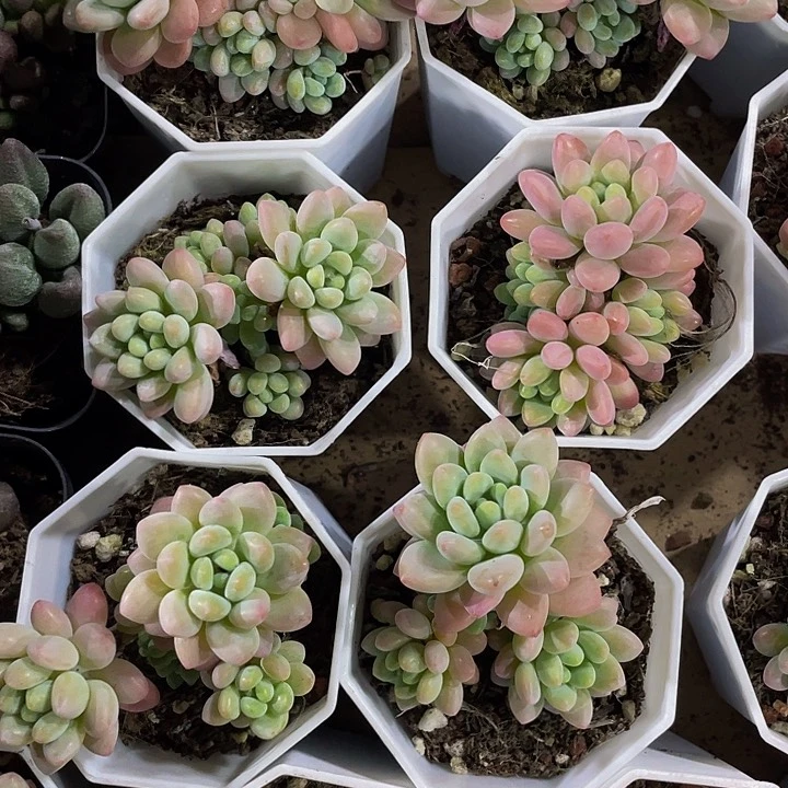 八角盆洛可可群带盆土发