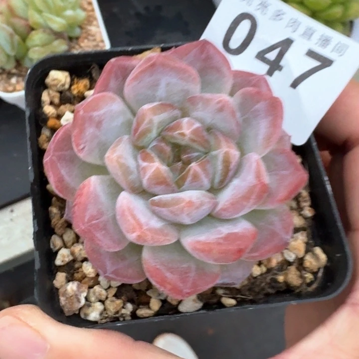 黛玉冰魄  开播福利多肉植物