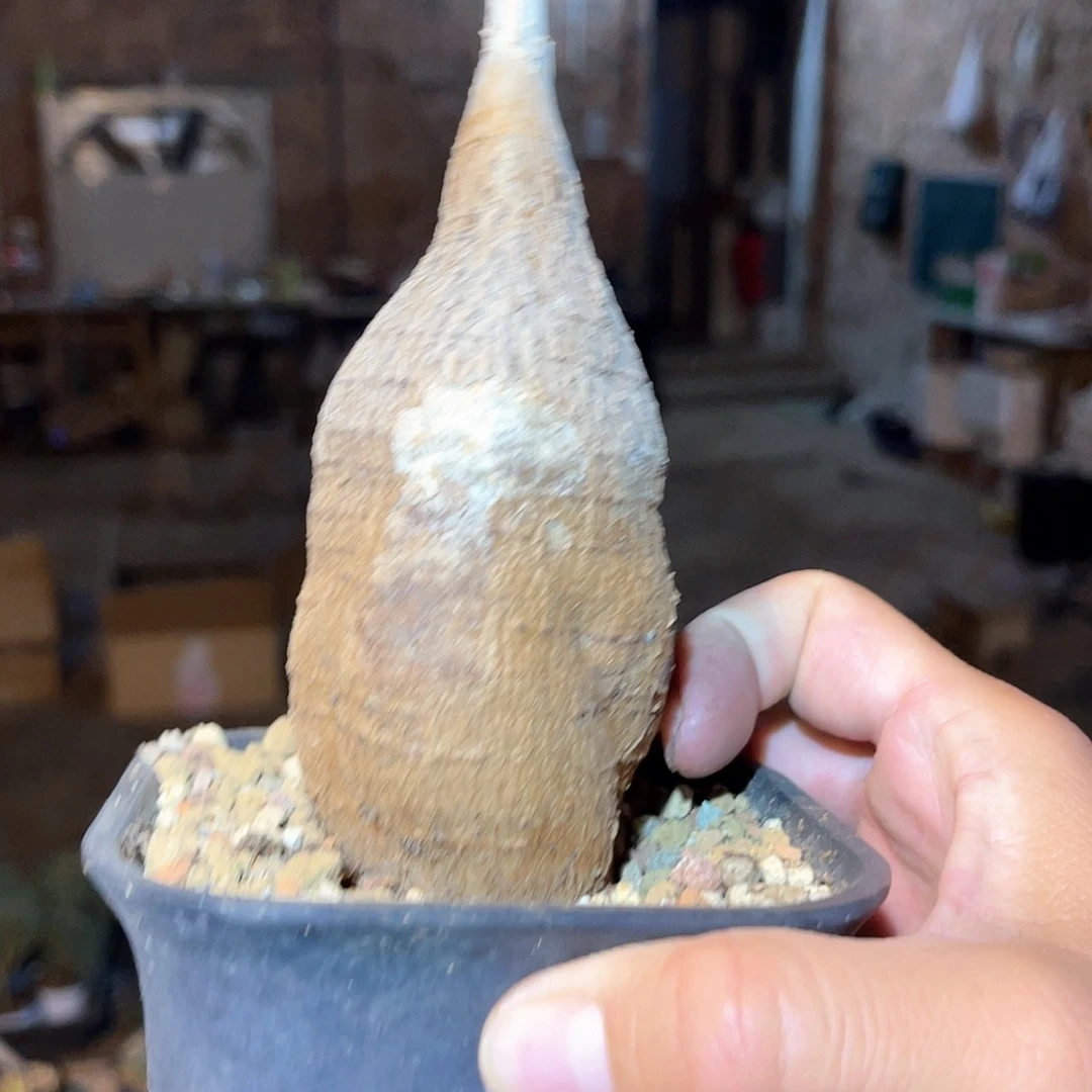 象足葡萄翁块根多肉植物