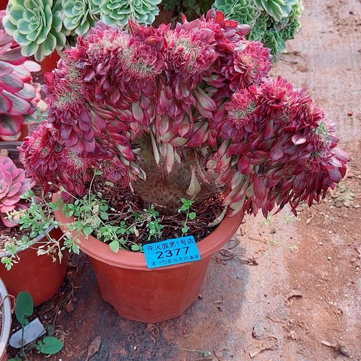 天河缀2377多肉植物