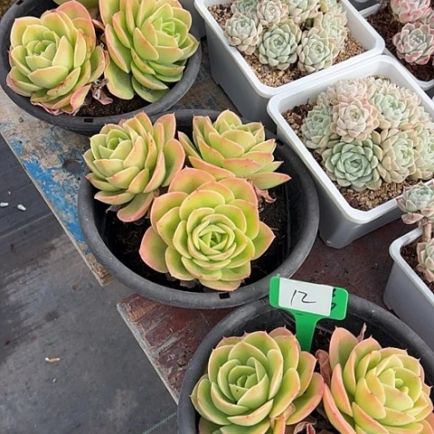 12星娜塔一个脱土脱土