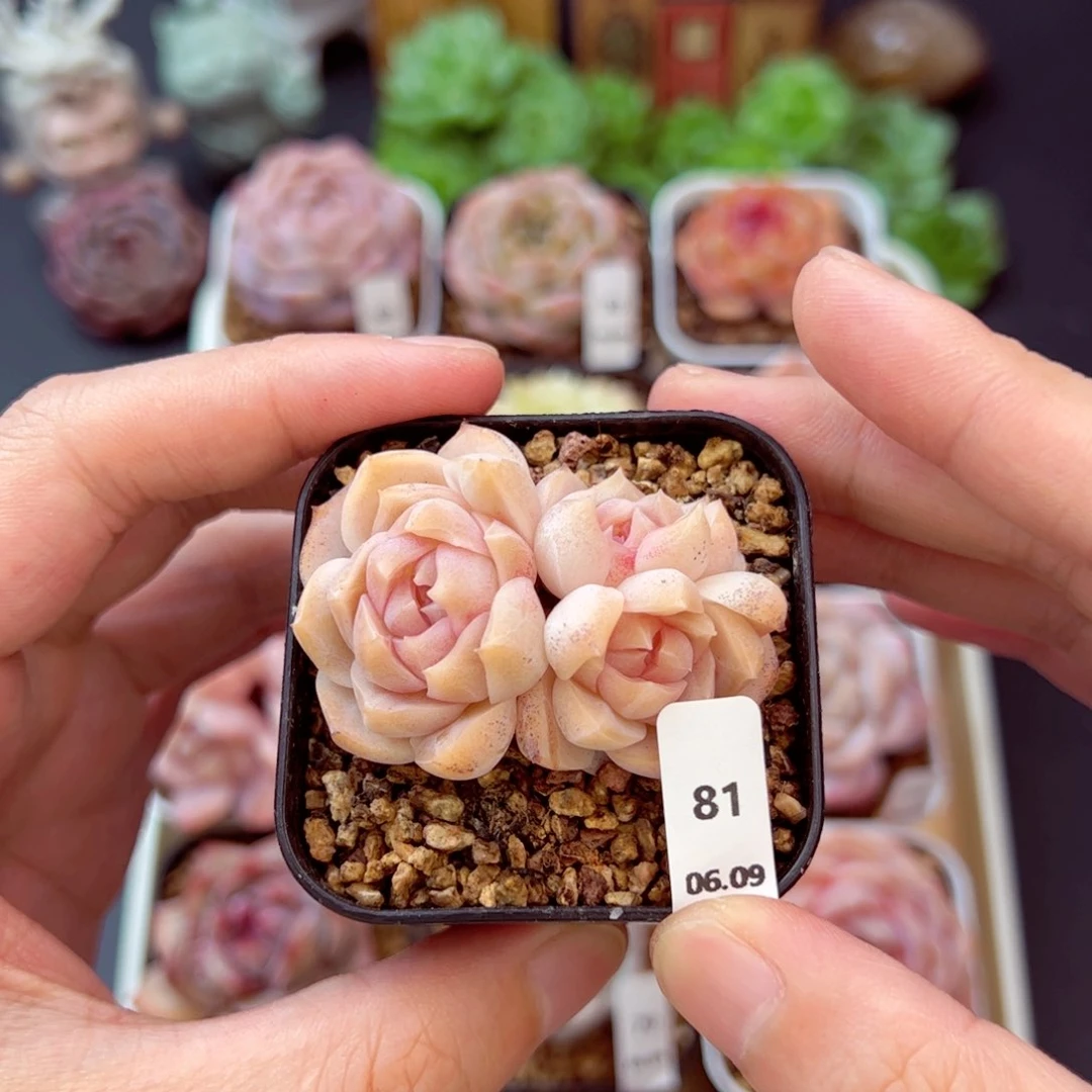 梦幻81、哈哈哈哈