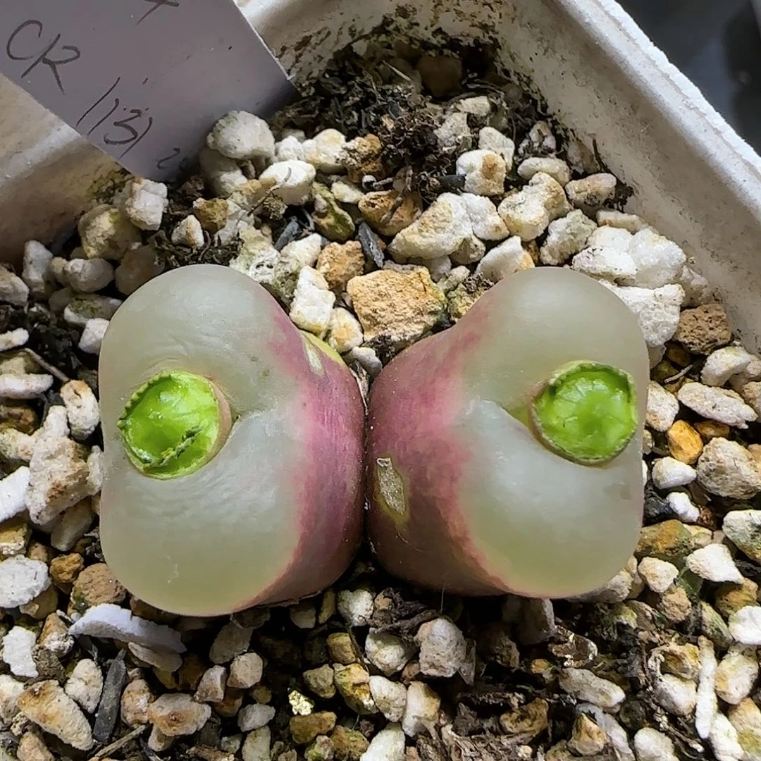 11.17。福利鹤顶红。5013