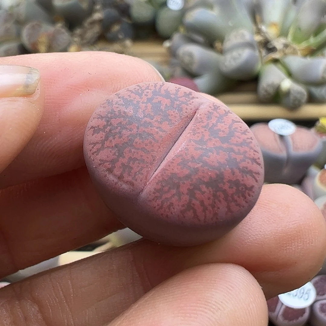 2445 生石花清货价格不售后