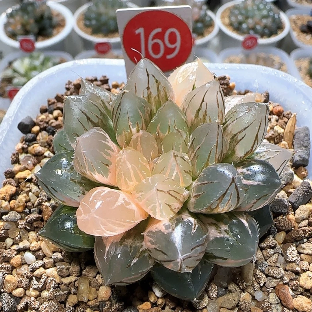 169号实生玉露锦 5.7 厘米左右一物一拍带盆发货