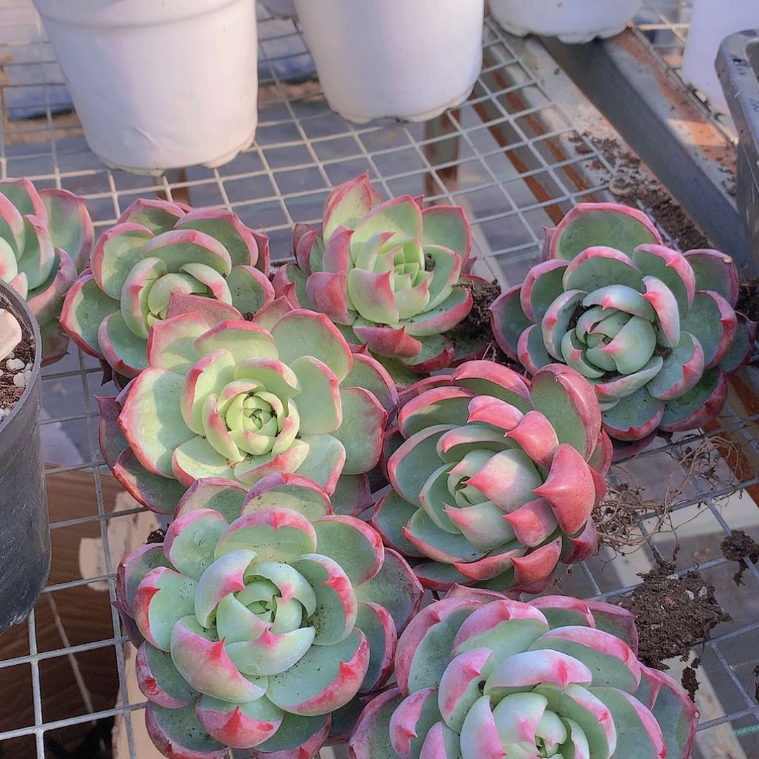 惊鸿仙子23567899900