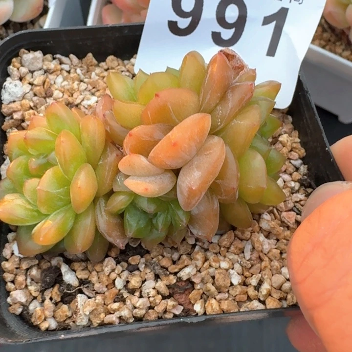 四头甜心群生            多肉植物
