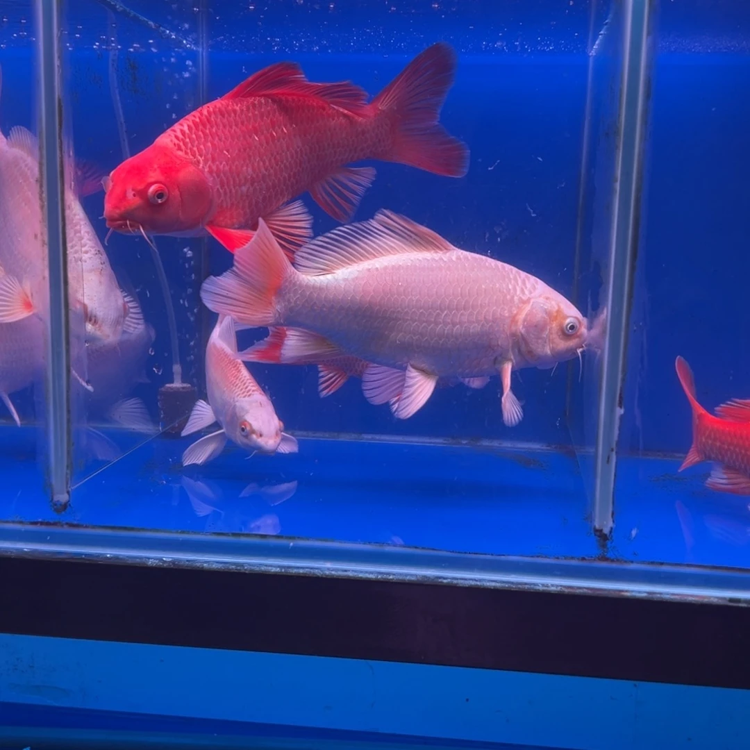 用***3蝴蝶鲤鱼白瓜27公分