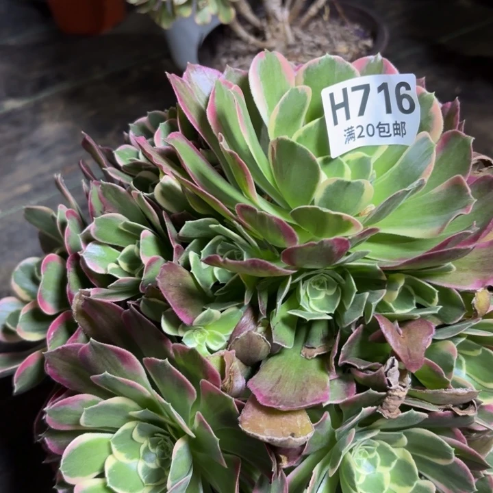 瑞妈多肉园艺716