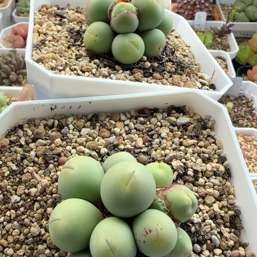 美***^5261大白多肉植物园