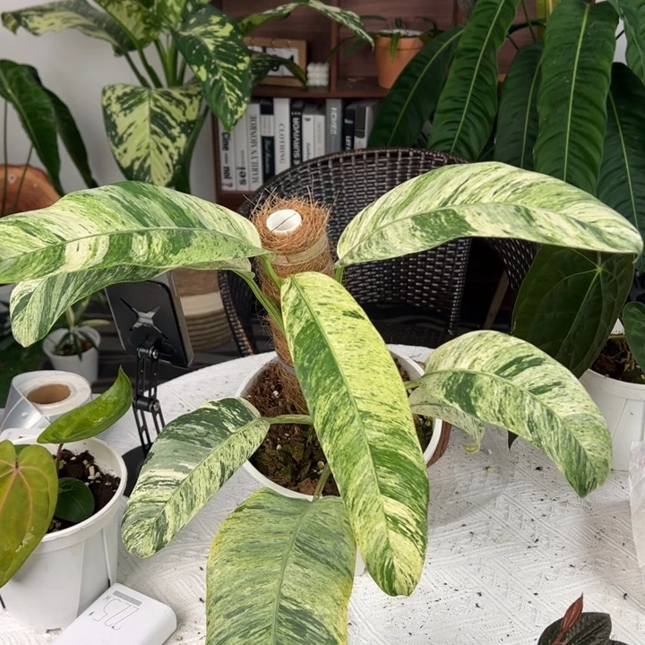 不开花植物羽毛锦
