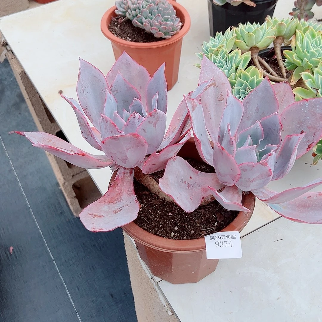 微***晓9374晚霞多肉植物