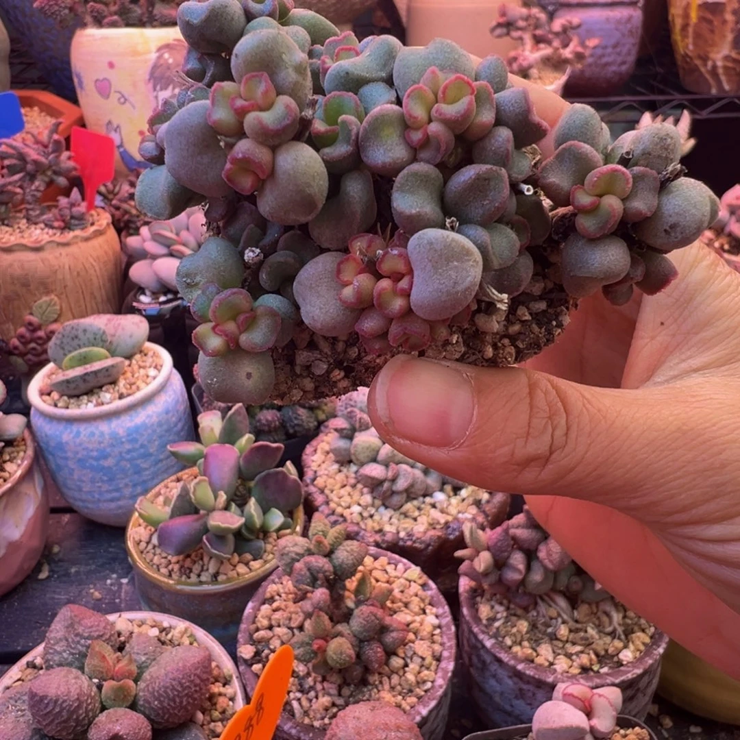 我的小可爱小可爱们要快乐呀