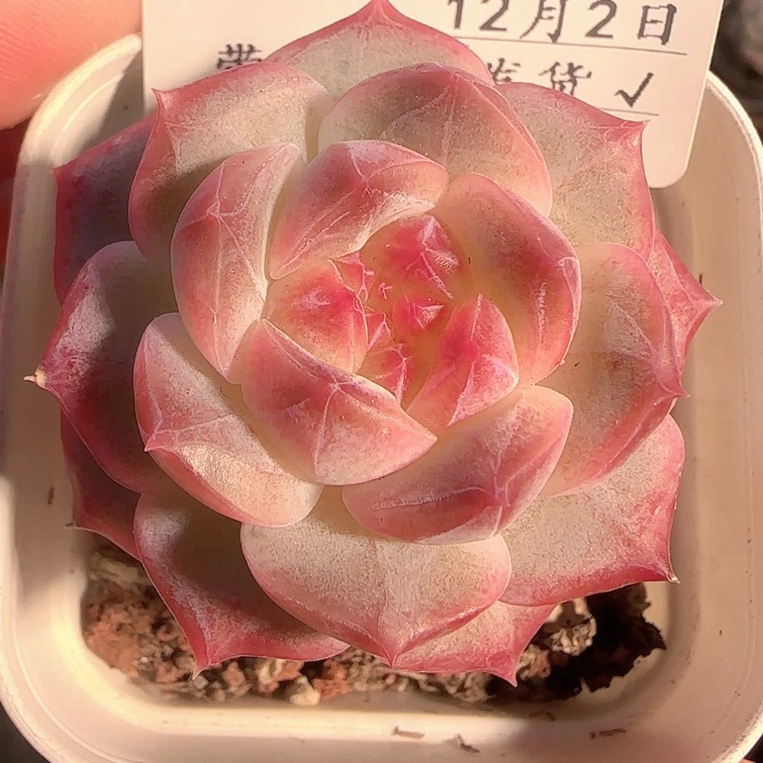 多肉1202-04糖心糖心