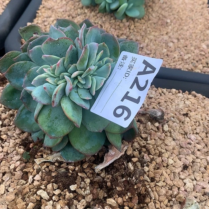 璐璐多肉一物一拍 底部瑕疵