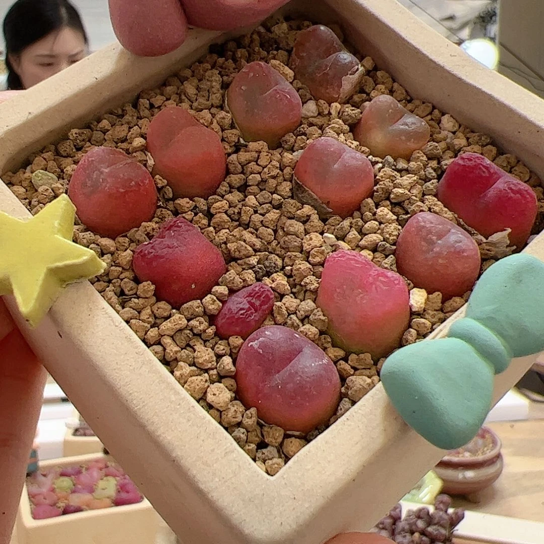 【闪购商品】水蜜桃1cm10颗