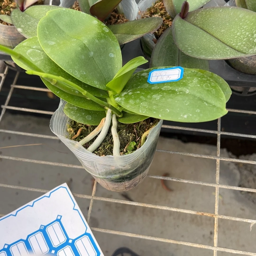 左***西当前无花朵，栽培后可花朵8863美杜莎双剑