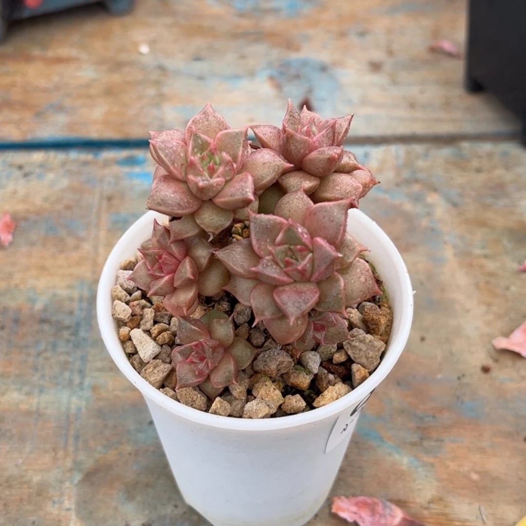 一物一拍：小和锦杂交087