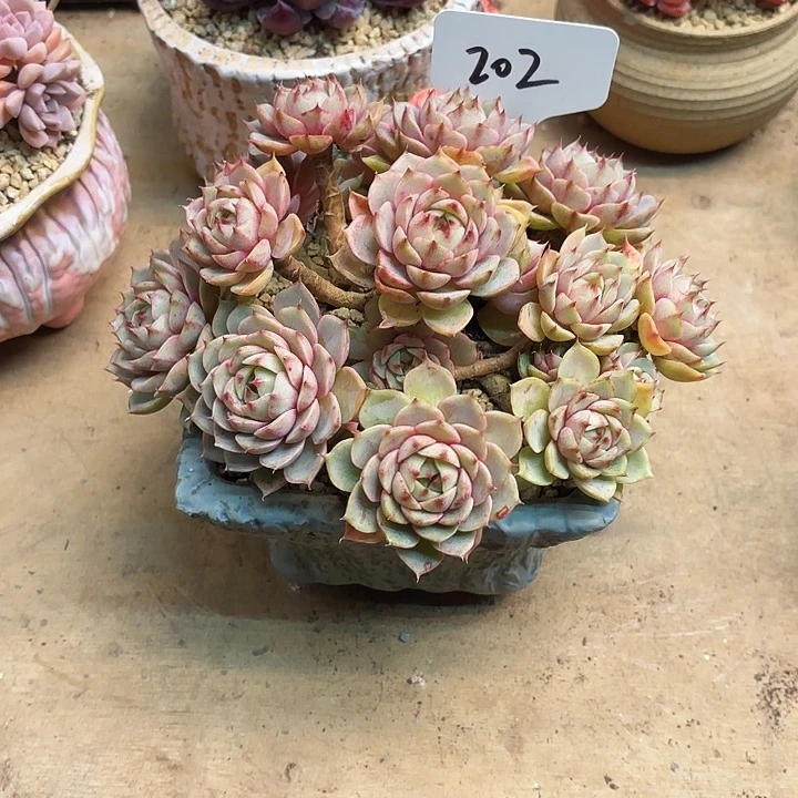 多肉植物，笨吧蒂斯202号