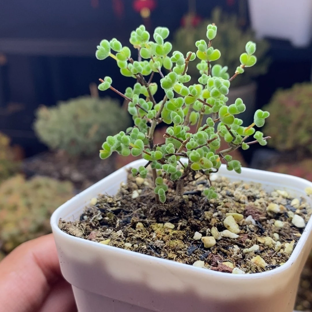 952号实生莱斯枝干多肉