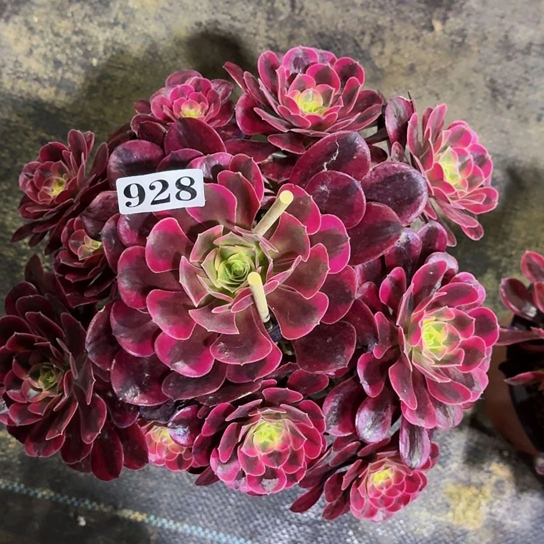 928美杜莎嫩桩多肉植物