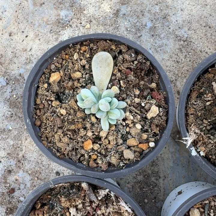 海妮亚 叶插  一物一拍