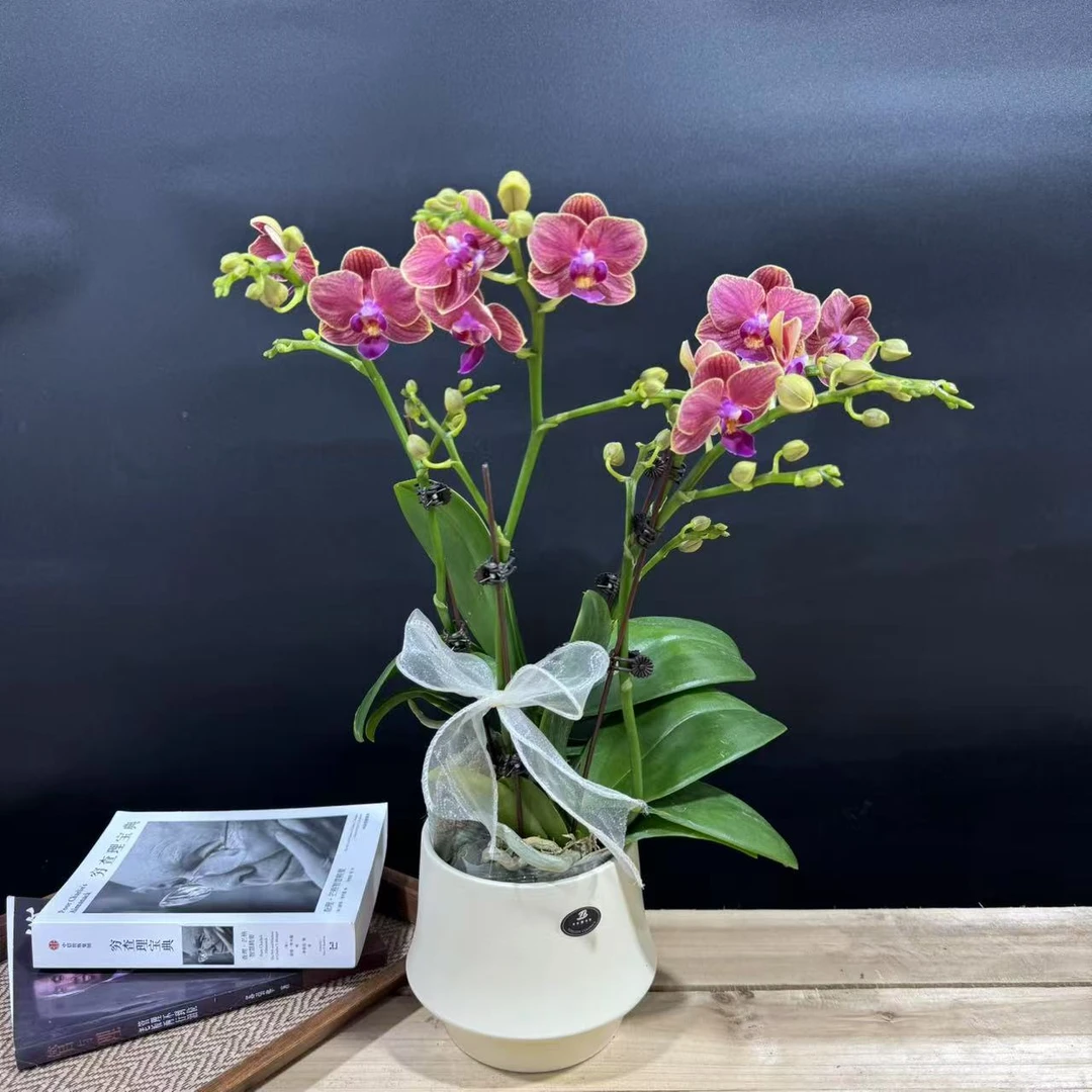 蝴蝶兰【小金桔】精品 带花带苞 昆明基地直发