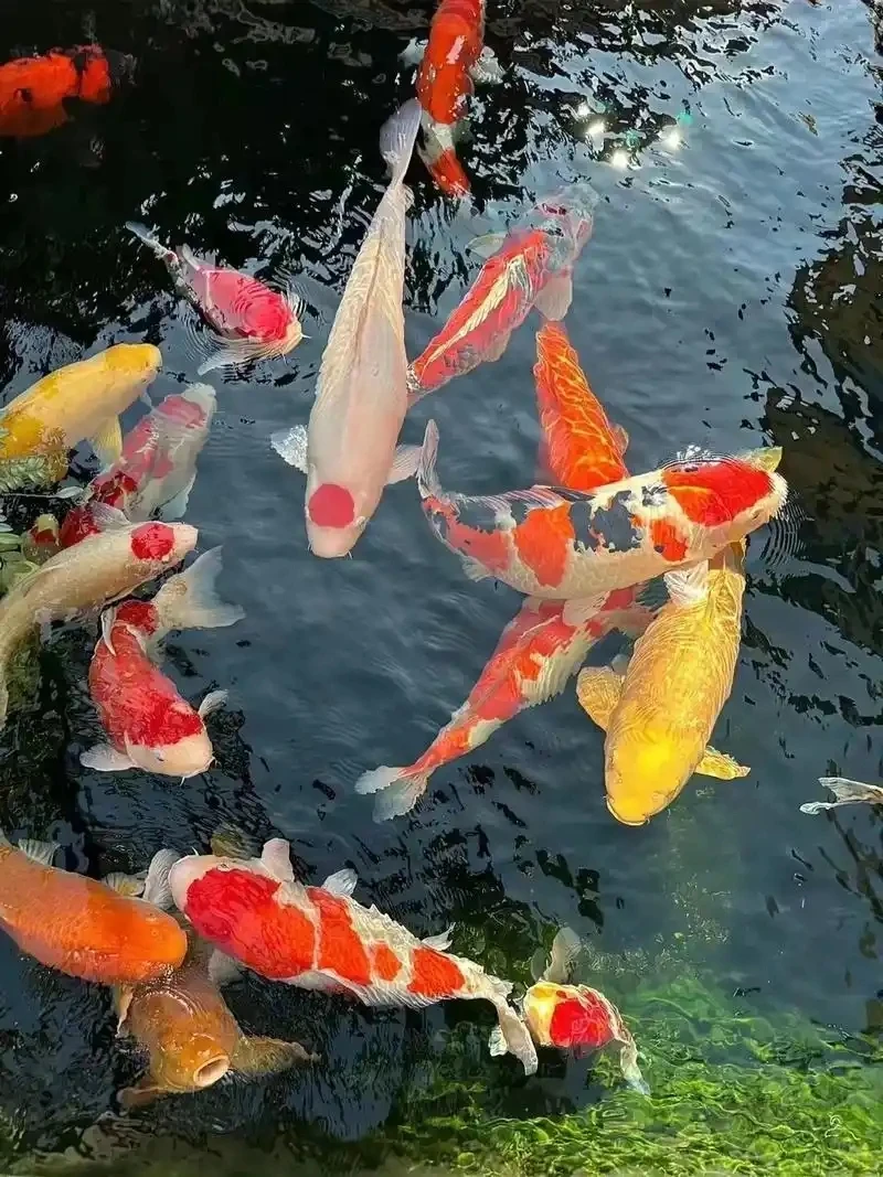 1号：甄选锦鲤观赏鱼，包邮包损偏远地区除外，无开箱视频.免开尊口